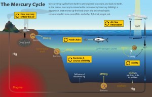 mercury cycle