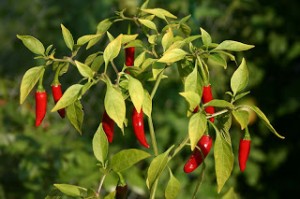 piperia dentro